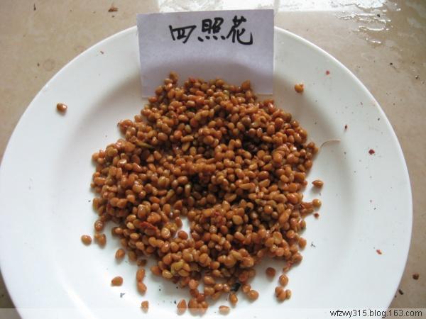 供應(yīng)國內(nèi)香港四照花苗供應(yīng)