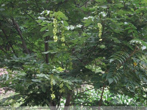 供應(yīng)青錢柳茶批發(fā)價格/哪里有青錢柳茶供應(yīng)？青錢柳茶價格多少？