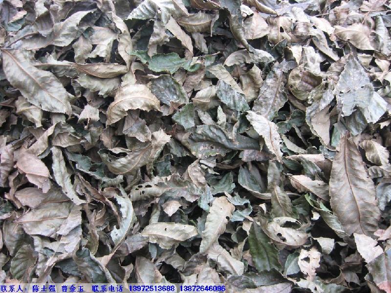 供應(yīng)青錢柳茶價(jià)格