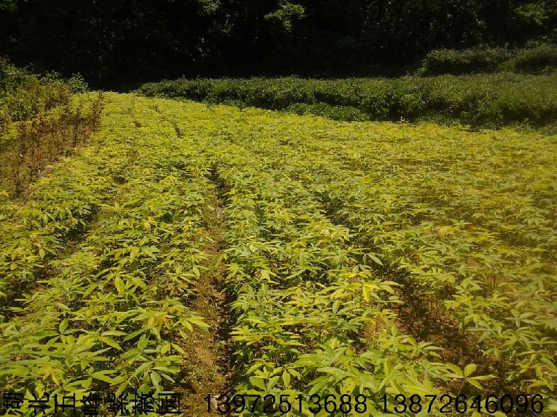 供應武漢七葉樹苗