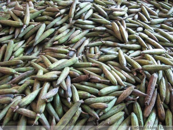 供應(yīng)馬褂木種子