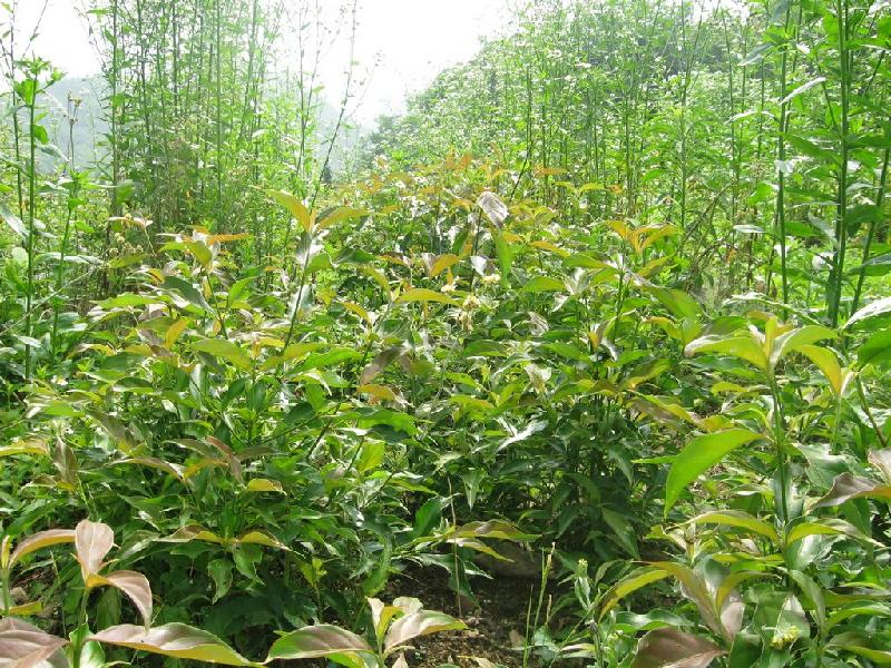 國內(nèi)香港四照花苗價格圖片