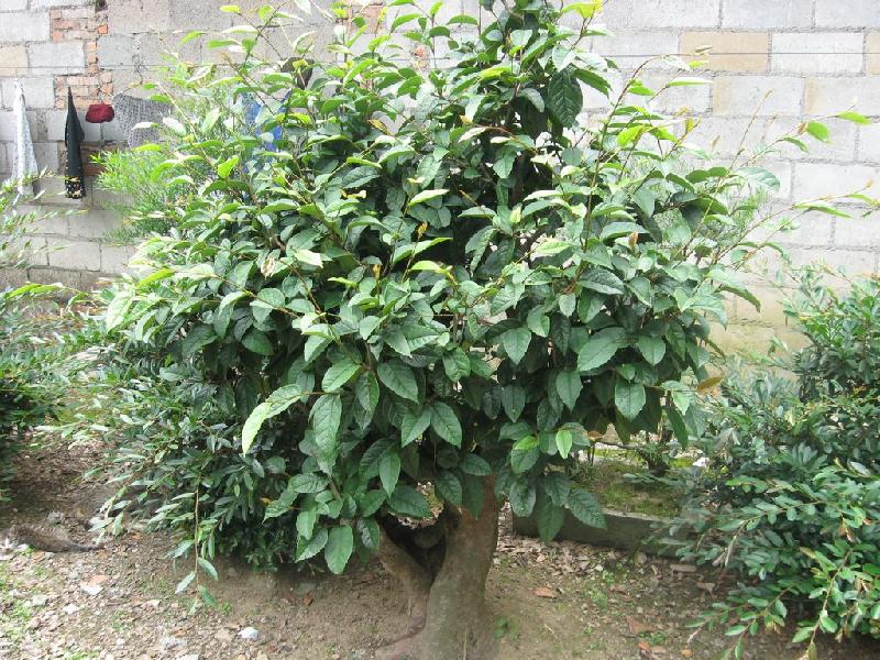 供應(yīng)金縷梅科水絲梨屬水絲梨苗