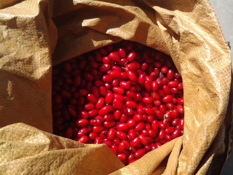 質(zhì)量最好的山茱萸苗種子圖片