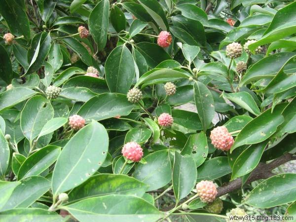 供應(yīng)香港四照花苗