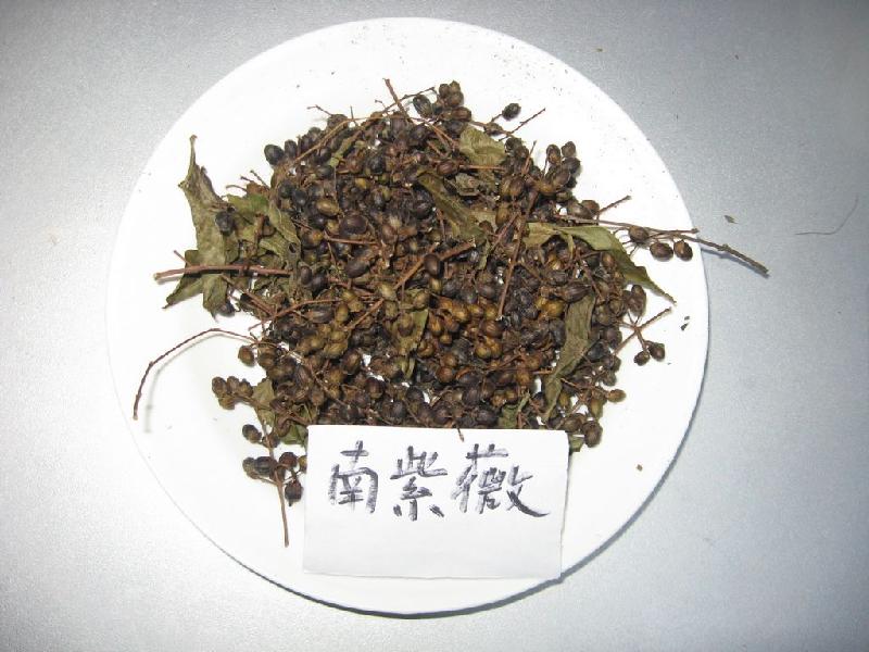 南紫薇種子圖片