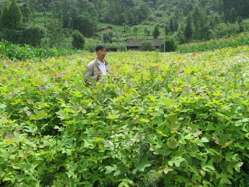 湖北質(zhì)量最好的鵝掌楸苗價(jià)格圖片