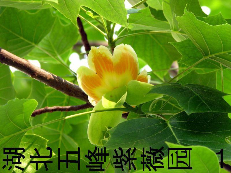 供應(yīng)鵝掌楸種