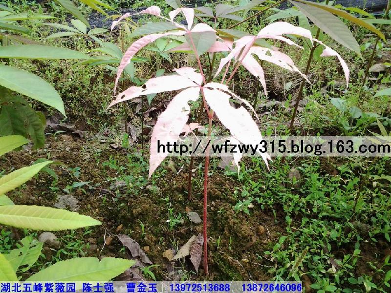 供應(yīng)湖北七葉樹(shù)苗供應(yīng)