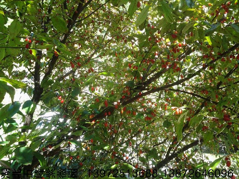 山茱萸圖片/山茱萸樣板圖 (3)
