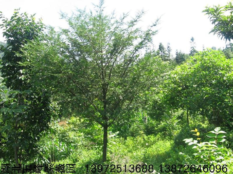紅豆杉苗圖片/紅豆杉苗樣板圖 (3)