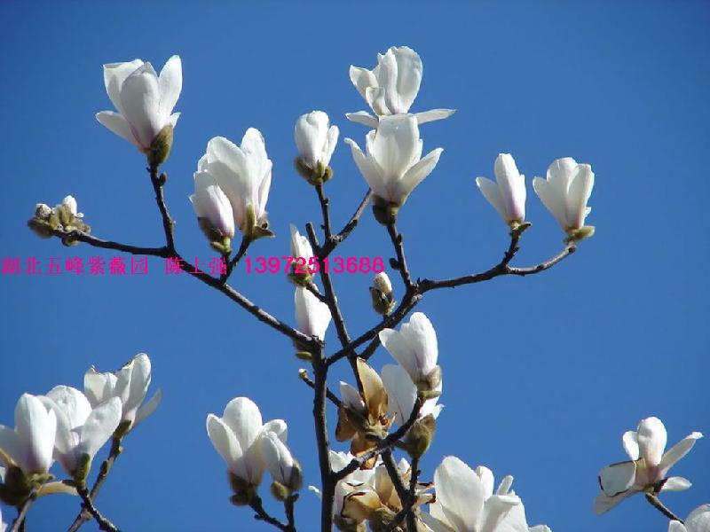 供應(yīng)迎春花種子望春花種子
