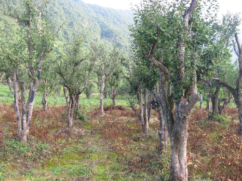 湖北海棠種子圖片