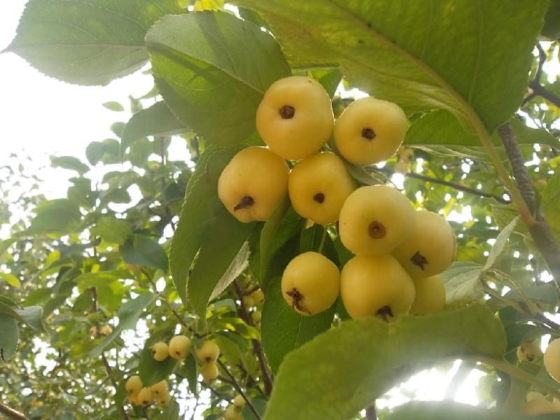 海棠果懷來海棠果圖片