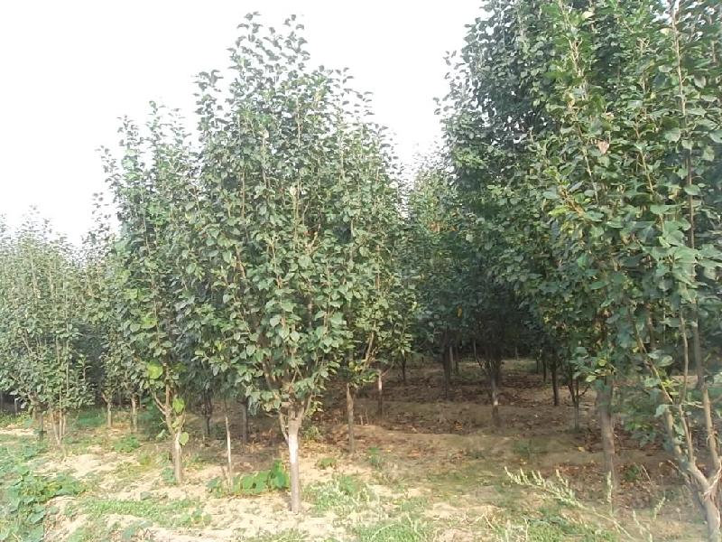 八棱海棠樹最新價(jià)格圖片