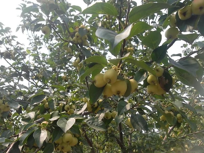 供應金八棱海棠樹