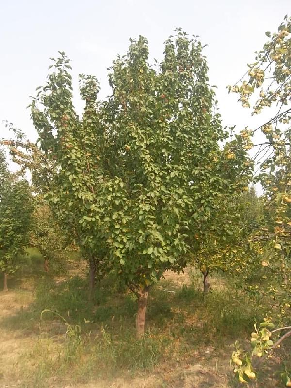 供應(yīng)八棱海棠苗木基地各種規(guī)格海棠樹(shù)