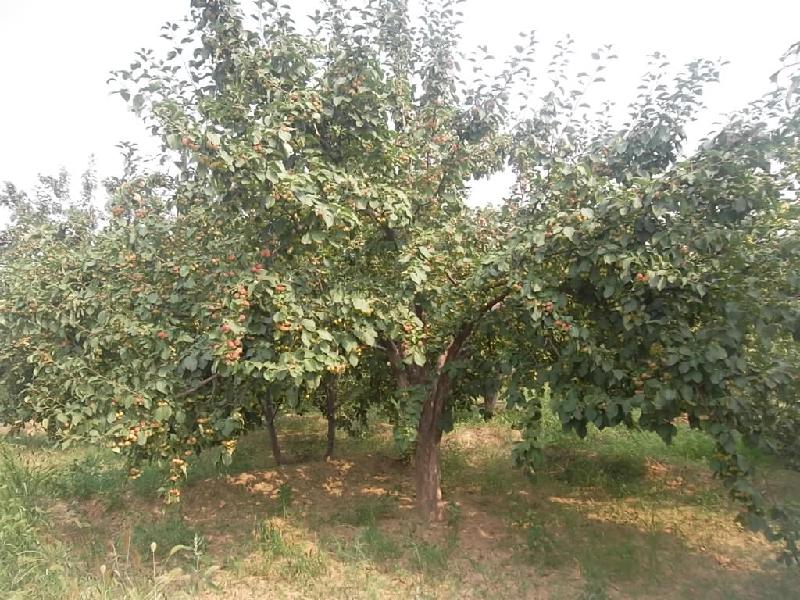 供應(yīng)綠化八棱海棠樹風(fēng)景樹