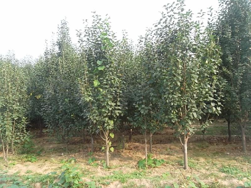 海棠樹圖片/海棠樹樣板圖 (2)