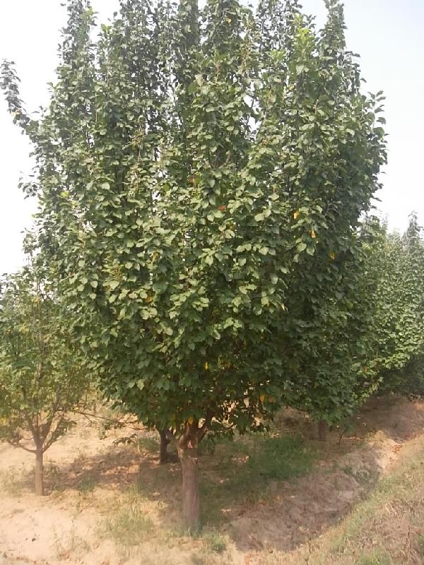 海棠樹懷來(lái)海棠苗木圖片