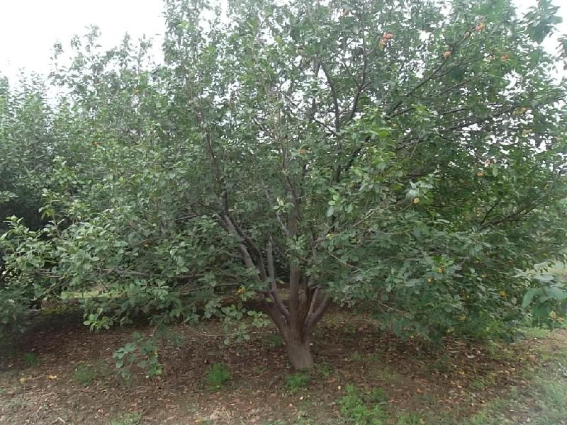 供應(yīng)海棠樹古樹美化風(fēng)景