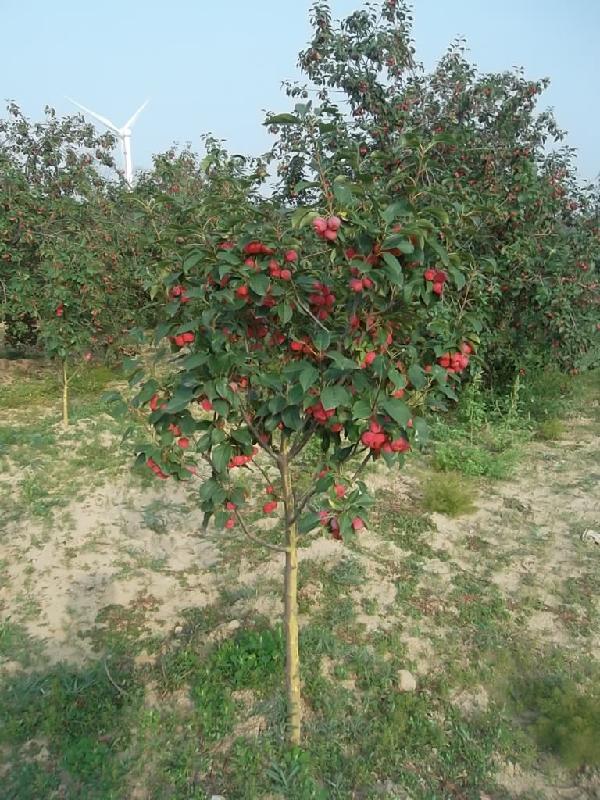 懷來(lái)偉博苗木專(zhuān)營(yíng)八棱海棠樹(shù)圖片