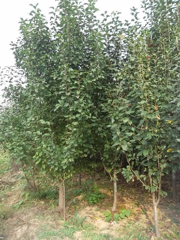 我基地批量供應(yīng)海棠樹圖片