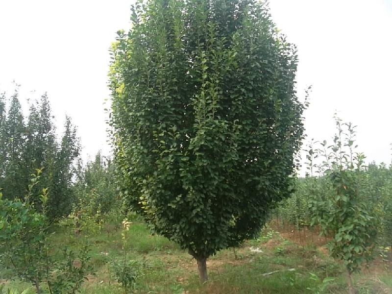 海棠樹圖片/海棠樹樣板圖 (2)