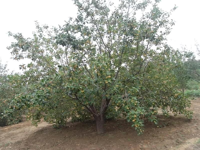 八棱海棠樹基地價(jià)格圖片