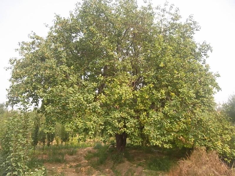 供應(yīng)老海棠樹(shù)