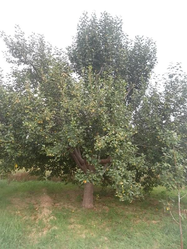 供應(yīng)海棠樹