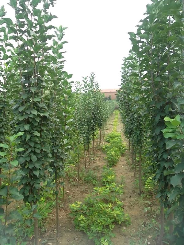 供應(yīng)八棱海棠樹種植