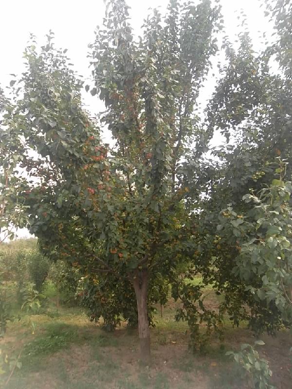 供應(yīng)綠化八棱海棠樹風(fēng)景樹