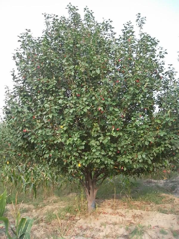 專業(yè)美化風(fēng)景海棠樹圖片