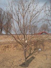 種植八棱海棠樹(shù)基地圖片