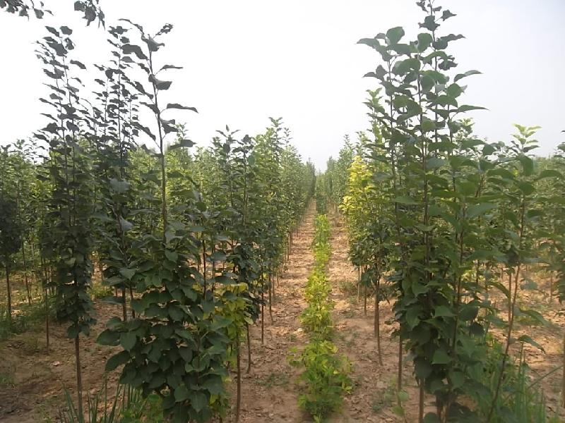 我基地專供海棠樹圖片