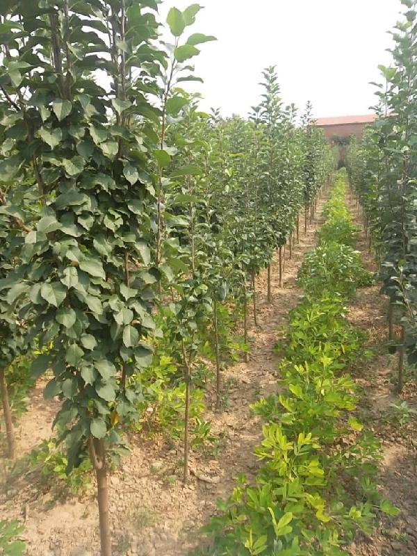 供應(yīng)小區(qū)美化風(fēng)景海棠樹