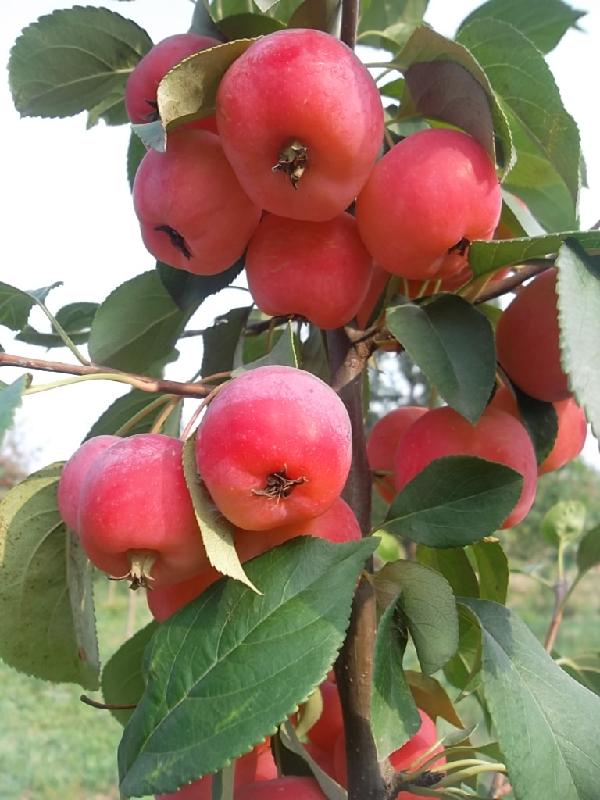 供應(yīng)海棠樹價格哪里*