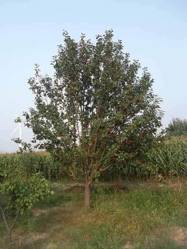 風景海棠樹我基地專供圖片