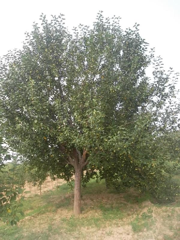 供應(yīng)海棠樹