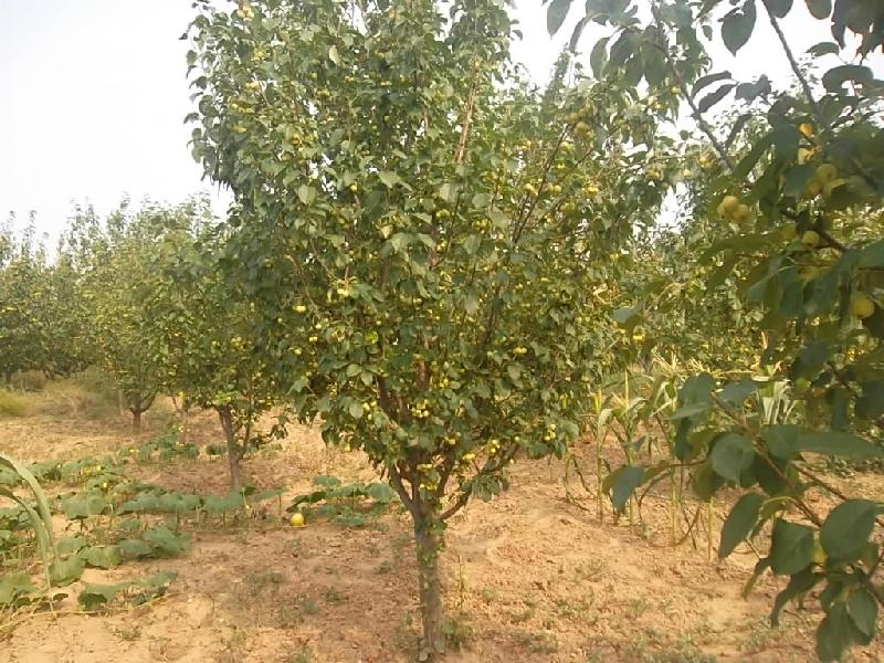 供應(yīng)成活率*海棠樹