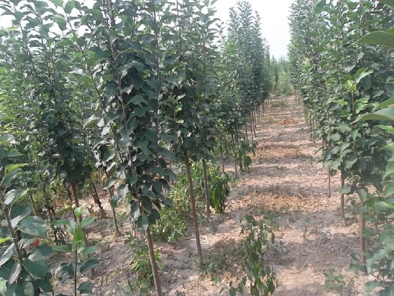 供應海棠樹價格信息