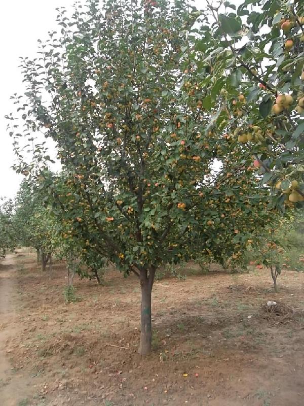 供應(yīng)海棠樹我基地最給力