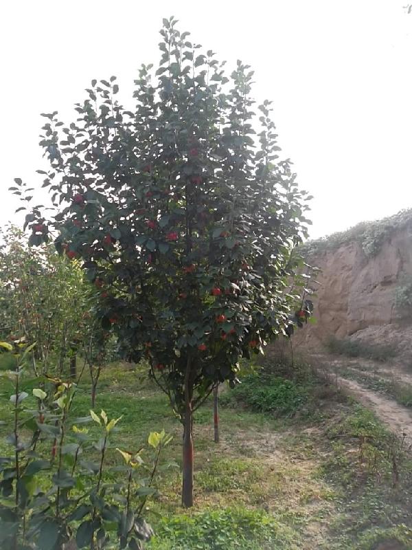 供應(yīng)海棠樹價格哪里*