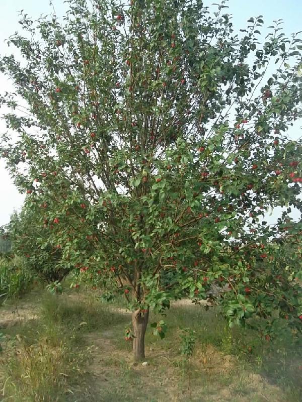 綠化海棠樹美化風(fēng)景圖片