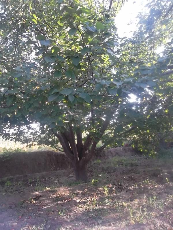 供應(yīng)海棠樹古樹美化風(fēng)景