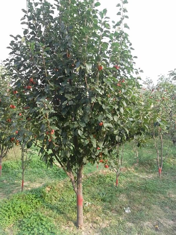 供應(yīng)專業(yè)美化風(fēng)景海棠樹