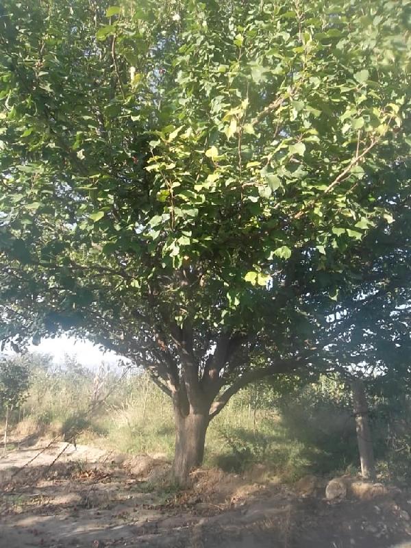 海棠樹古樹美化風(fēng)景圖片