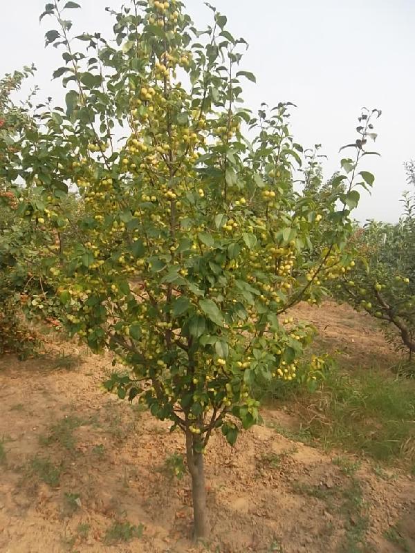 供應(yīng)海棠樹價(jià)格*