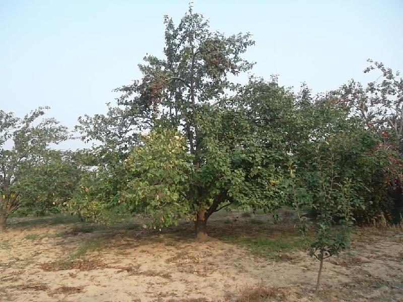 供應(yīng)海棠樹哪里有偉博基地*